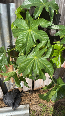Ricinus communis
