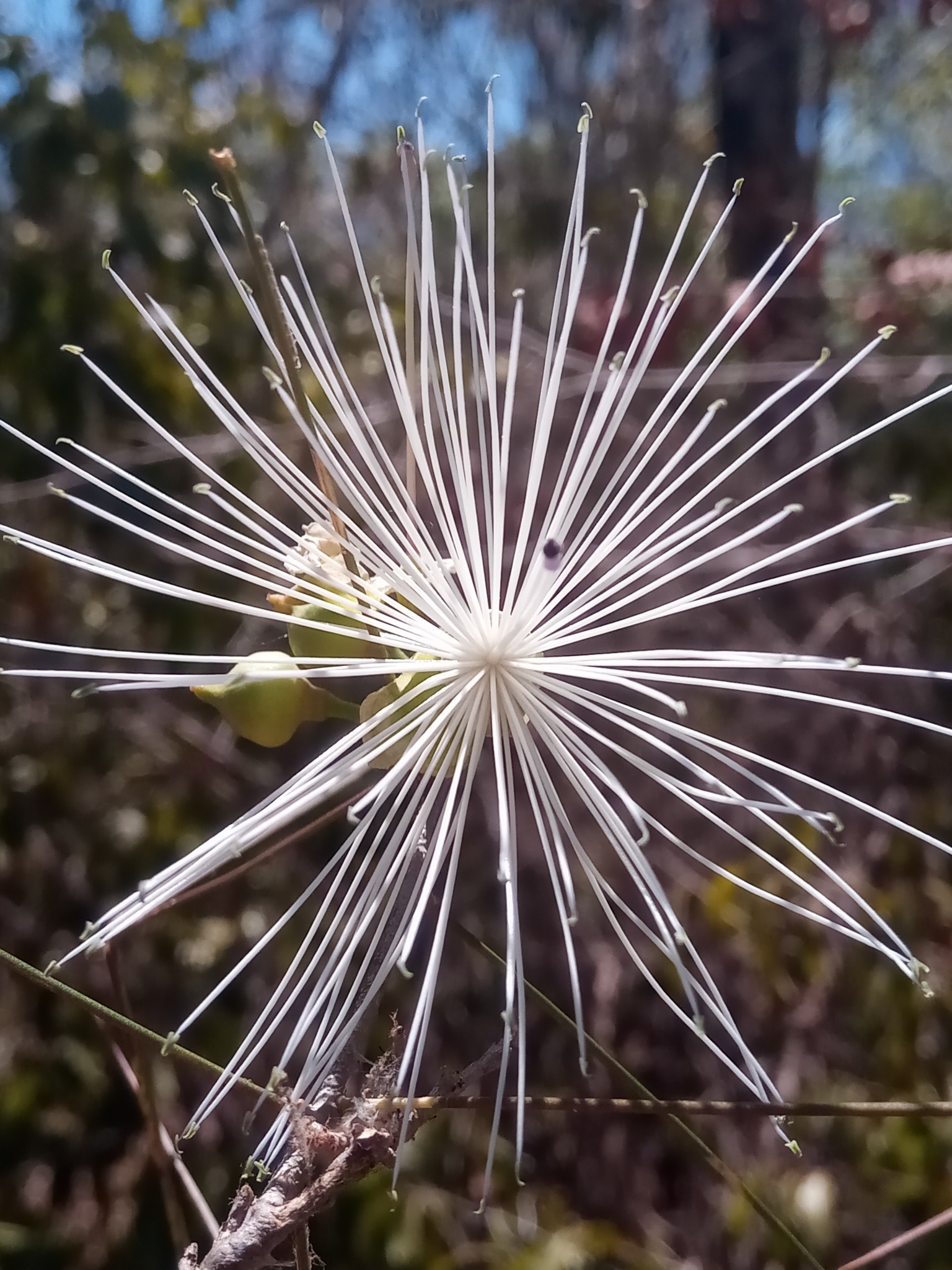 African Herbaria Community Portal - Occurrence Profile