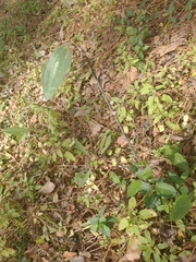 Smilax glauca
