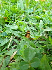 Acraea acerata