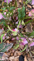 Helleborus orientalis