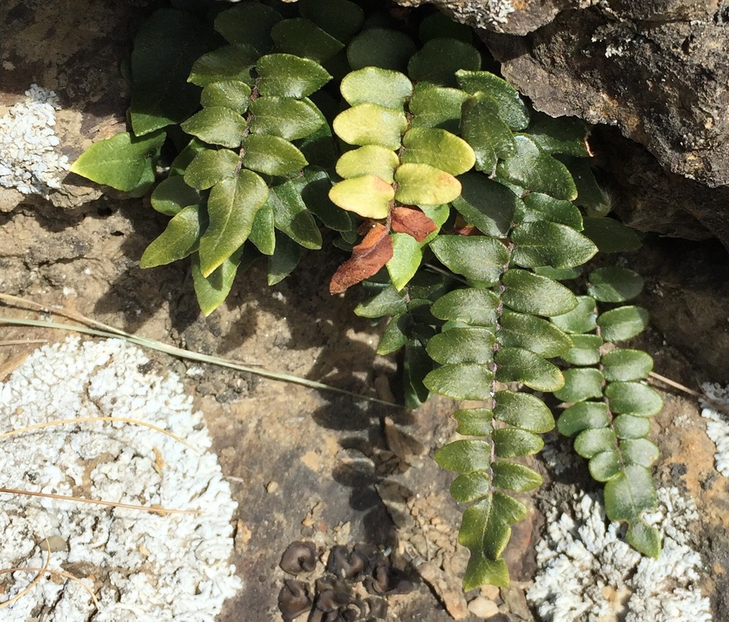hot rock fern