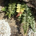 Hot Rock Fern - Photo (c) gailtv, some rights reserved (CC BY-NC), uploaded by gailtv