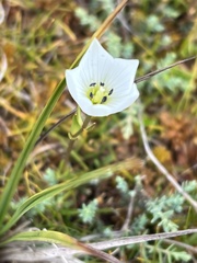 Gentianella montana