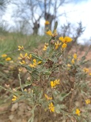 Genista tridentata