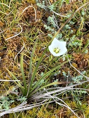 Gentianella montana