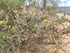Genista tridentata
