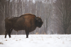 Bison bonasus