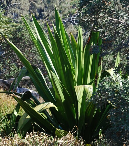 Furcraea foetida