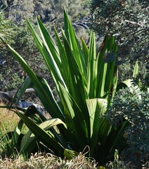 False Agave (Furcraea foetida)