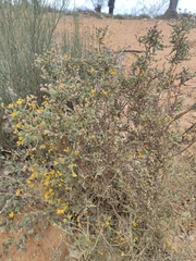 Genista tridentata