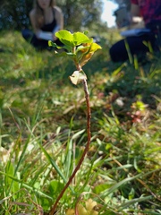 Euphorbia helioscopia