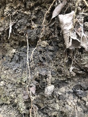 Camponotus castaneus