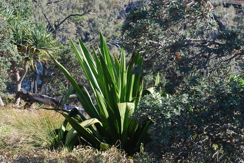 Furcraea foetida