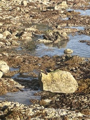 Pitangus sulphuratus