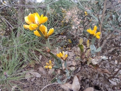 Genista tridentata