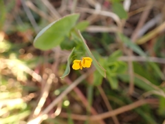 Coronilla scorpioides