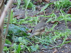 Turdus iliacus