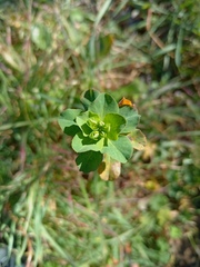 Euphorbia helioscopia