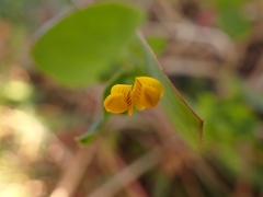 Coronilla scorpioides