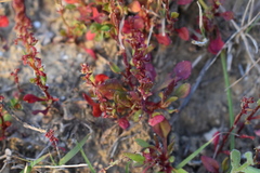 Rumex bucephalophorus