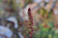 Rumex bucephalophorus