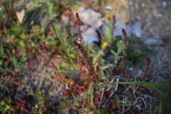 Rumex bucephalophorus