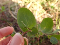 Coronilla scorpioides