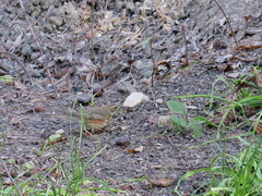 Turdus iliacus