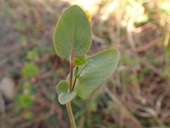 Coronilla scorpioides