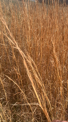 Andropogon virginicus