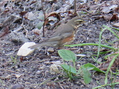 Turdus iliacus