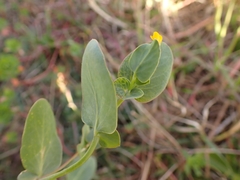Coronilla scorpioides