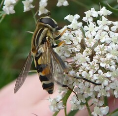 Helophilus latifrons