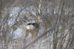 Capreolus