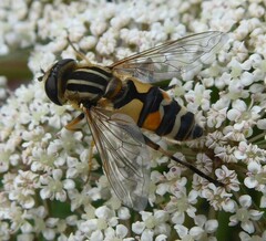 Helophilus latifrons