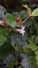 Sabicea cinerea