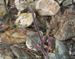 Phacelia vallis-mortae