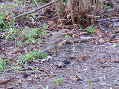 Turdus iliacus