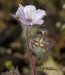 Phacelia vallis-mortae