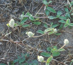 Gomphrena celosioides
