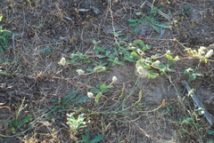 Gomphrena celosioides