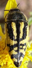 Acmaeodera amplicollis
