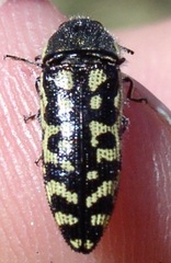 Acmaeodera solitaria
