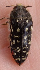 Acmaeodera rubronotata
