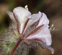 Phacelia vallis-mortae