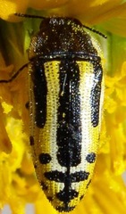 Acmaeodera scalaris