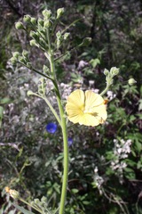 Anoda abutiloides