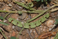 Hippocrepis unisiliquosa