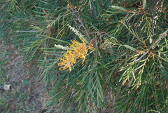 Grevillea pteridifolia